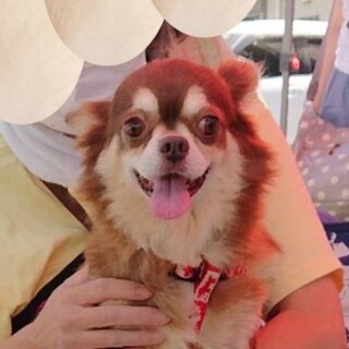 一旦ストップ致します。