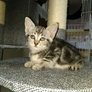 アメショー風柄まーちゃん