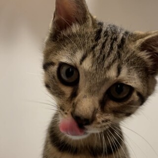 スタイルのいいキジトラ君