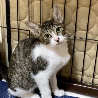 他の猫に押され気味の優しい性格　ヨシキ君
