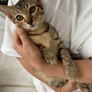 甘えたねねちゃん