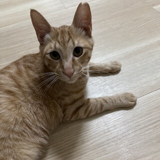 人懐っこい清正くん