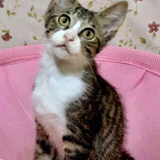 とても人懐こい天真爛漫　ほくと君3か月