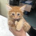 茶トラメス猫2ヶ月