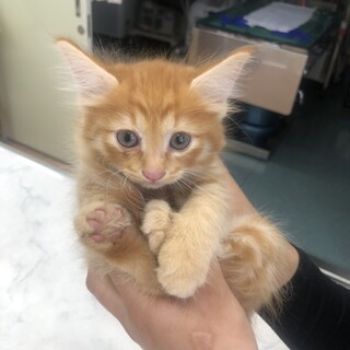 茶トラメス猫2ヶ月