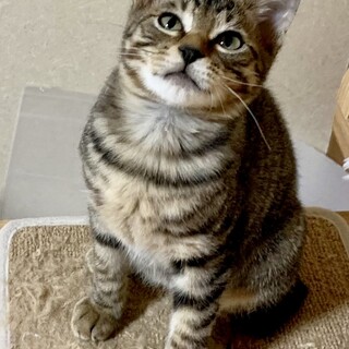 寂しがり屋の甘えん坊　みずき君2か月