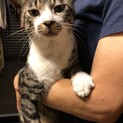 人馴れしたよく喋る猫ちゃん