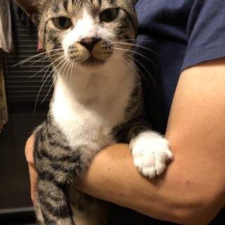 人馴れしたよく喋る猫ちゃん