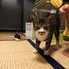 人馴れしたよく喋る猫ちゃん サムネイル2