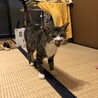 人馴れしたよく喋る猫ちゃん サムネイル4