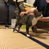 人馴れしたよく喋る猫ちゃん サムネイル5