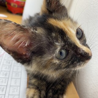 おしとやかに見えるチビサビちゃん