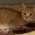 成猫えまちゃん