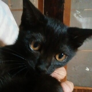 黒とこげ茶のしま模様　男の子　3ヶ月半