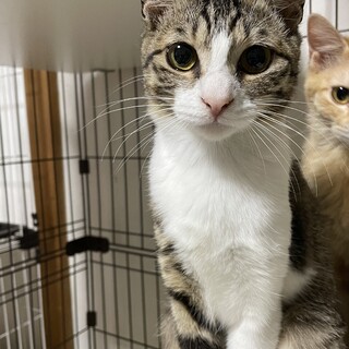 とっても美猫のビビりさんです♪