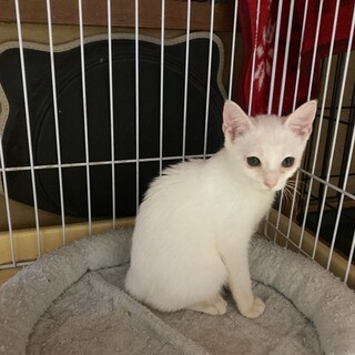 ハウと一緒に遊んで！