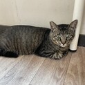 人懐っこいキジトラ君♪