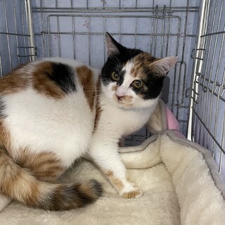 おしとやかな女の子♪