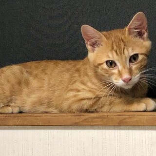 遊ぶの好き！抱っこも好きな　海（カイ）君！