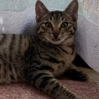 アメショーみたいなハンサム弟・トントン