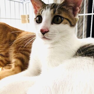 お世話好きで寂しがり屋の力（リキ）君！