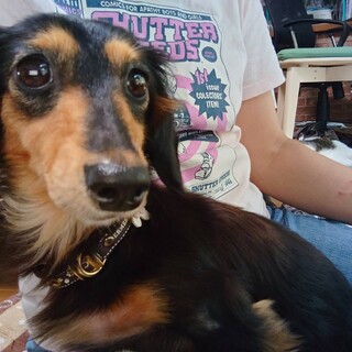 ミニチュアダックス 4歳の女の子