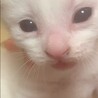 再度白ブチ猫の赤ちゃん里親大募集します サムネイル2