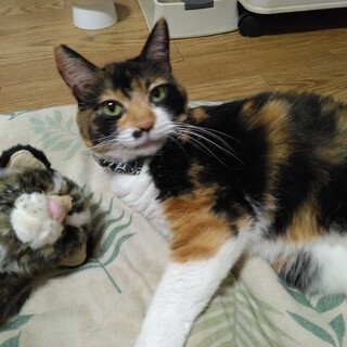 3本足。障害猫に理解のある方m(__)m