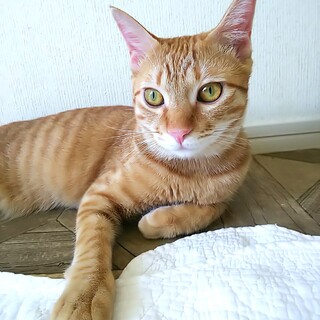 シャイで陽気な美男子♡クルーニー(1歳1カ月)