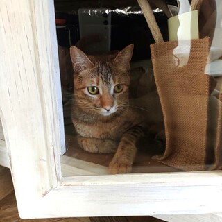 かわいい食いしん坊♡コモちゃん(1歳1か月)