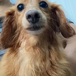 ミニチュアダックス♬おうみちゃん♪里親絶賛募集中！