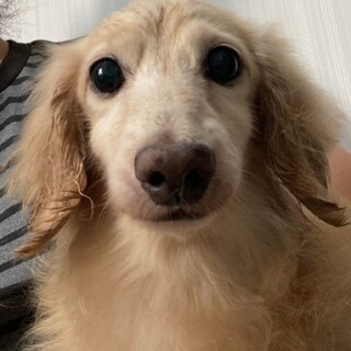 ミニチュアダックス♬やしろ君♪里親絶賛募集中！