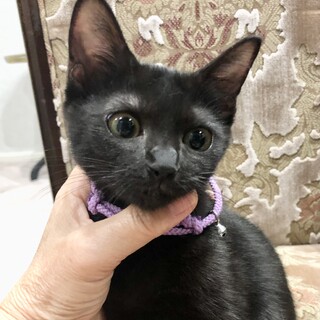 お茶目で賢い美形の黒猫ちゃん