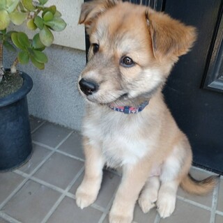 一旦停止します女の子の家族を探してます。