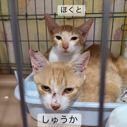 「保護が続いてバタバタです」サムネイル2