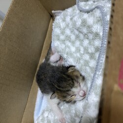 「保護が続いてバタバタです」サムネイル3