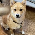 お転婆でとっても人懐っこい柴♀（完全室内飼育）