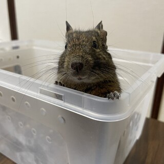 デグーの里親を募集中です。