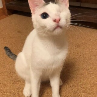 小柄スレンダーボーイマットくん