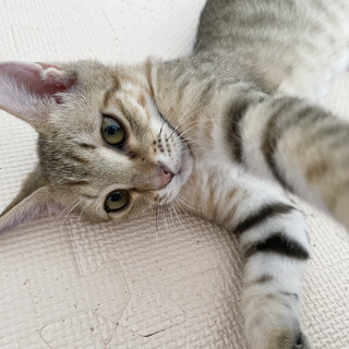 甘えん坊で超イケメン！ふわふわしてます♪