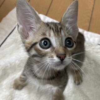 トライアル中！お目目クリクリ！甘えん坊ラーク