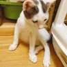 牛柄★白グレーのオス子猫★おとなしい子です サムネイル7