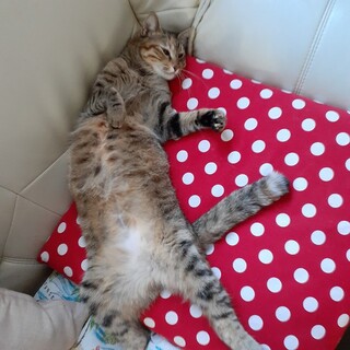 べったりまったりしたい方お薦めです