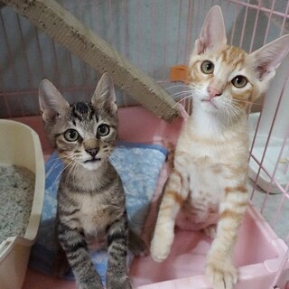 猫じゃらしが好きすぎる可愛い兄弟