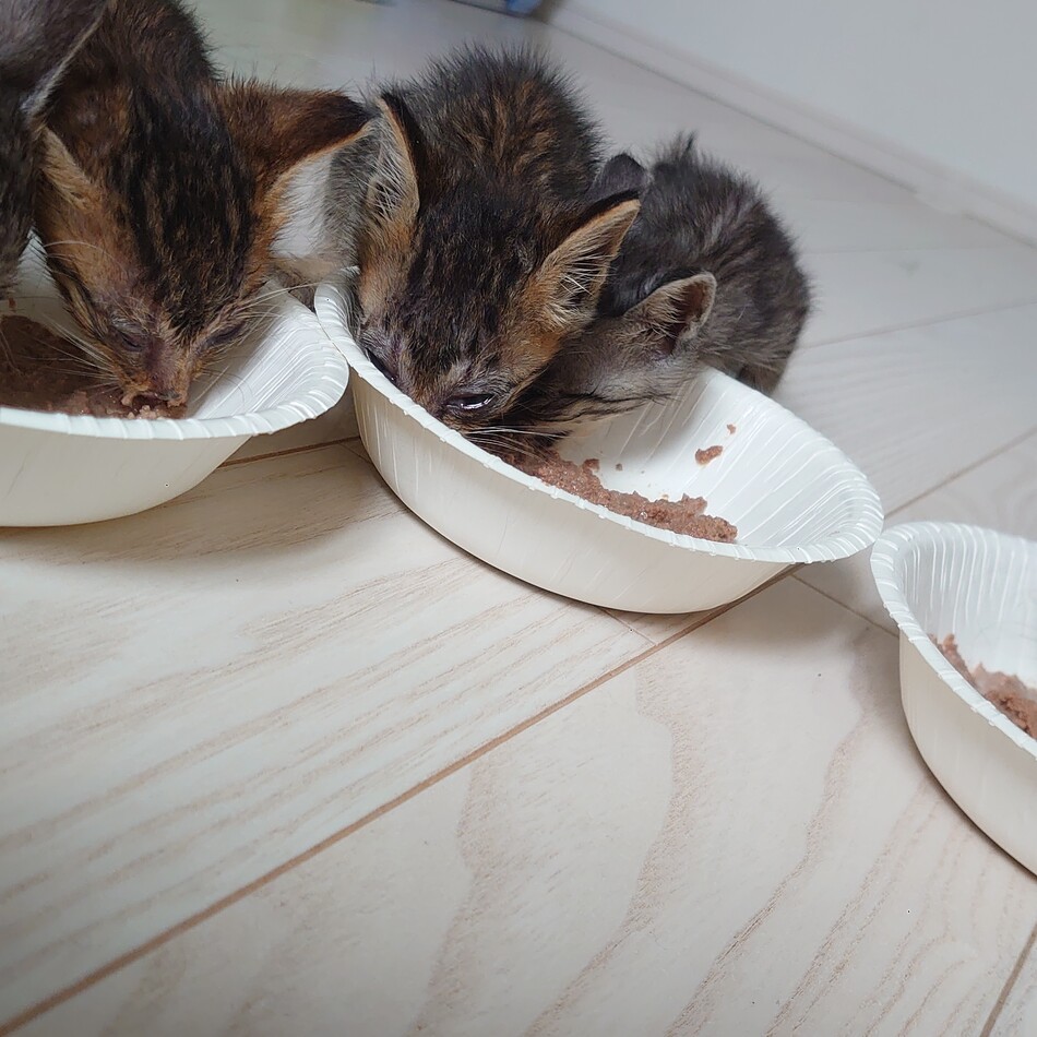 子猫ちゃん５匹のカバー写真