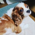 プリモ