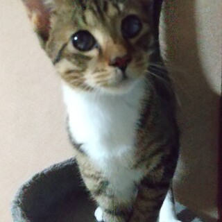 性格ハナマルの生後約５ヶ月の航くん、里親募集中‼️