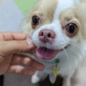 アミカ