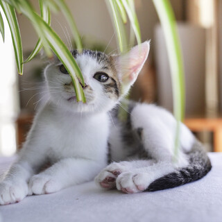 約2.7ヵ月　天真爛漫★毎日見て癒される兄弟猫♪