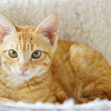 白と茶のコントラストがはっきり。目の大きなハンサム茶とら兄貴です。